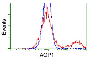 AQP1 / Aquaporin 1 Antibody - HEK293T cells transfected with either overexpress plasmid (Red) or empty vector control plasmid (Blue) were immunostained by anti-AQP1 antibody, and then analyzed by flow cytometry.