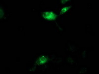 AQP1 / Aquaporin 1 Antibody - Anti-AQP1 mouse monoclonal antibody immunofluorescent staining of COS7 cells transiently transfected by pCMV6-ENTRY AQP1.