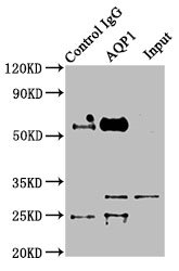 AQP1 / Aquaporin 1 Antibody - Immunoprecipitating AQP1 in Mouse skeletal muscle tissue Lane 1: Rabbit control IgG instead of AQP1 Antibody in Mouse skeletal muscle tissue.For western blotting, a HRP-conjugated Protein G antibody was used as the secondary antibody (1/2000) Lane 2: AQP1 Antibody (8µg) + Mouse skeletal muscle tissue (500µg) Lane 3: Mouse skeletal muscle tissue (10µg)