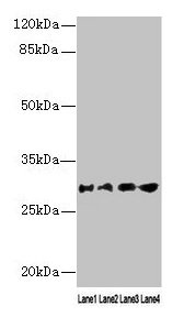 AQP1 / Aquaporin 1 Antibody - Western blot All lanes: AQP1 antibody at 16µg/ml Lane 1: Rat heart tissue Lane 2: Mouse skeletal muscle tissue Lane 3: A549 whole cell lysate Lane 4: 293T whole cell lysate Secondary Goat polyclonal to rabbit IgG at 1/10000 dilution Predicted band size: 29, 20, 24, 17 kDa Observed band size: 29 kDa