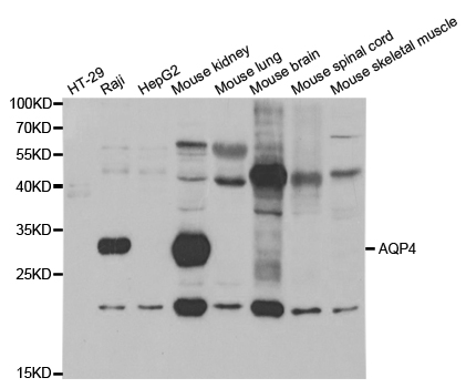 AQP4 / Aquaporin 4 Antibody - Western blot analysis of extracts of various cell lines, using AQP4 antibody.