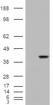 ARA9 / AIP Antibody - HEK293 overexpressing ARA9 (RC211157) and probed with (mock transfection in first lane).