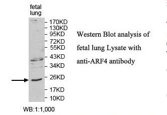 ARF4 Antibody