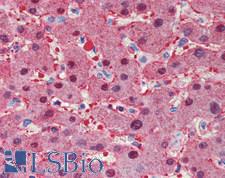 ARG1 / Arginase 1 Antibody - Human Liver: Formalin-Fixed, Paraffin-Embedded (FFPE), at a dilution of 1:200.