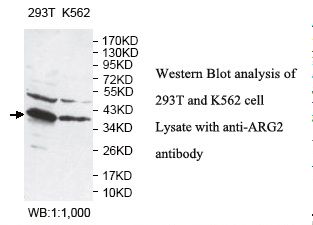 ARG2 / Arginase 2 Antibody