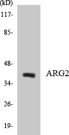 ARG2 / Arginase 2 Antibody - Western blot analysis of the lysates from HeLa cells using ARG2 antibody.