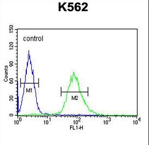 ARHGAP17 / NADRIN Antibody - ARHGAP17 Antibody flow cytometry of K562 cells (right histogram) compared to a negative control cell (left histogram). FITC-conjugated goat-anti-rabbit secondary antibodies were used for the analysis.