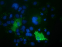 ARHGAP25 Antibody - Anti-ARHGAP25 mouse monoclonal antibody  immunofluorescent staining of COS7 cells transiently transfected by pCMV6-ENTRY ARHGAP25.