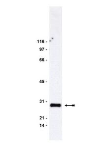 ARHGDIA / RHOGDI Antibody - WB: NIH 3T3 cell lysate probed with anti-Rho-GDI at 0.5 ug/ml.