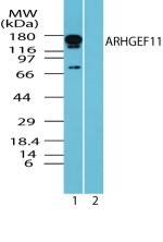 ARHGEF11 Antibody - Western blot of human ARHGEF11 in rat brain lysate in the 1) absence and 2) presence of immunizing peptide using antibody at 0.1 ug/ml.