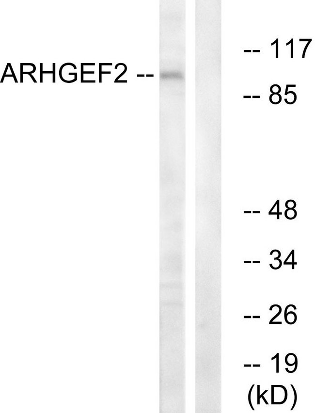ARHGEF2 / GEF-H1 Antibody - Western blot analysis of lysates from RAW264.7 cells, using ARHGEF2 Antibody. The lane on the right is blocked with the synthesized peptide.