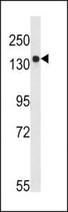 ARID3B Antibody - Western blot of ARIDB3 Antibody in K562 cell line lysates (35 ug/lane). ARIDB3 (arrow) was detected using the purified antibody.