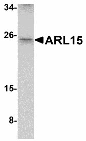 ARL15 Antibody - Western blot of ARL15 in K562 cell lysate with ARL15 antibody at 1 ug/ml.