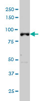 ARNT / HIF-1-Beta Antibody - Western blot of ARNT expression in HeLa nuclear extract.