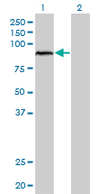 ARNT / HIF-1-Beta Antibody - Western blot of ARNT expression in transfected 293T cell line.