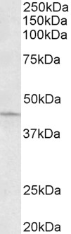 ARPC1A Antibody - Goat Anti-ARPC1A Antibody (0.3µg/ml) staining of HeLa lysate (35µg protein in RIPA buffer). Primary incubation was 1 hour. Detected by chemiluminescencence.