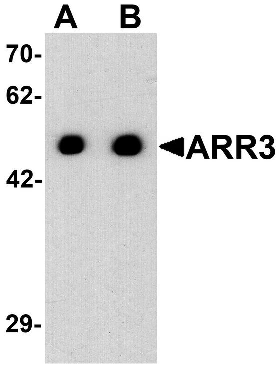 ARR3 / Cone Arrestin Antibody - Western blot analysis of ARR3 in EL4 cell lysate with ARR3 antibody at (A) 0.5 and (B) 1 ug/ml.