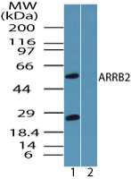 ARRB2 / Beta Arrestin 2 Antibody - Western blot of ARRB2 in HUVEC cell lysate in the 1) absence and 2) presence of immunizing peptide using ARRB2 / Beta Arrestin 2 Antibody at 0.25 ug/ml. Goat anti-rabbit Ig HRP secondary antibody, and PicoTect ECL substrate solution, were used for this test.
