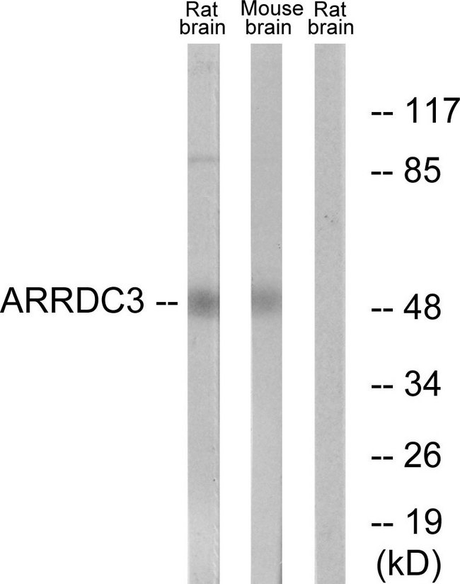 ARRDC3 Antibody - Western blot analysis of lysates from rat brain and mouse brain cells, using ARRDC3 Antibody. The lane on the right is blocked with the synthesized peptide.