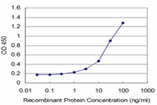 ARX Antibody - Detection limit for recombinant GST tagged ARX is approximately 0.3 ng/ml as a capture antibody.