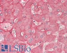 ASGR2 Antibody - Human Liver: Formalin-Fixed, Paraffin-Embedded (FFPE)