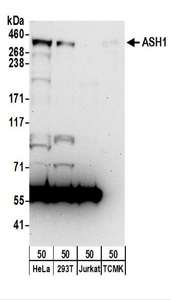 ASH1L / ASH1 Antibody - Detection of Human and Mouse ASH1 by Western Blot. Samples: Whole cell lysate (50 ug) from HeLa, 293T, Jurkat, and mouse TCMK-1 cells. Antibodies: Affinity purified rabbit anti-ASH1 antibody used for WB at 0.4 ug/ml. Detection: Chemiluminescence with an exposure time of 75 seconds.
