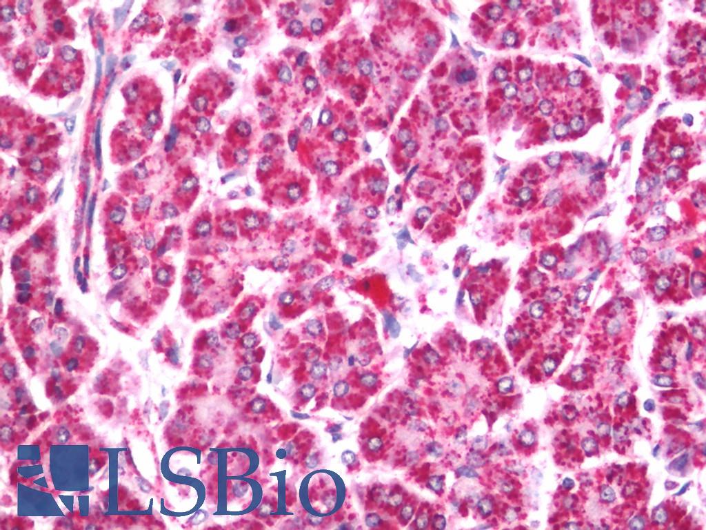 ASH1L / ASH1 Antibody - Human Pancreas: Formalin-Fixed, Paraffin-Embedded (FFPE)