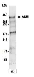 ASH1L / ASH1 Antibody - Detection of mouse ASH1 by western blot. Samples: Whole cell lysate (50 µg) from mouse NIH 3T3 cells prepared using NETN lysis buffer. Antibody: Affinity purified rabbit anti-ASH1 antibody used for WB at 0.4 µg/ml. Detection: Chemiluminescence with an exposure time of 30 seconds.