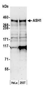 ASH1L / ASH1 Antibody - Detection of human ASH1 by western blot. Samples: Whole cell lysate (50 µg) from HeLa and HEK293T cells prepared using NETN lysis buffer. Antibody: Affinity purified rabbit anti-ASH1 antibody used for WB at 0.1 µg/ml. Detection: Chemiluminescence with an exposure time of 30 seconds.