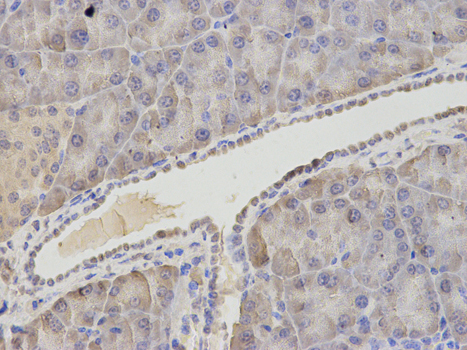 ASNS Antibody - Immunohistochemistry of paraffin-embedded mouse pancreas using ASNS antibody at dilution of 1:200 (400x lens).