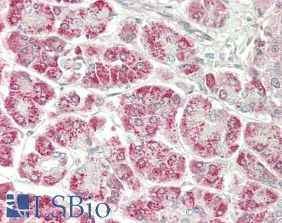 ASNS Antibody - Human Pancreas: Formalin-Fixed, Paraffin-Embedded (FFPE)