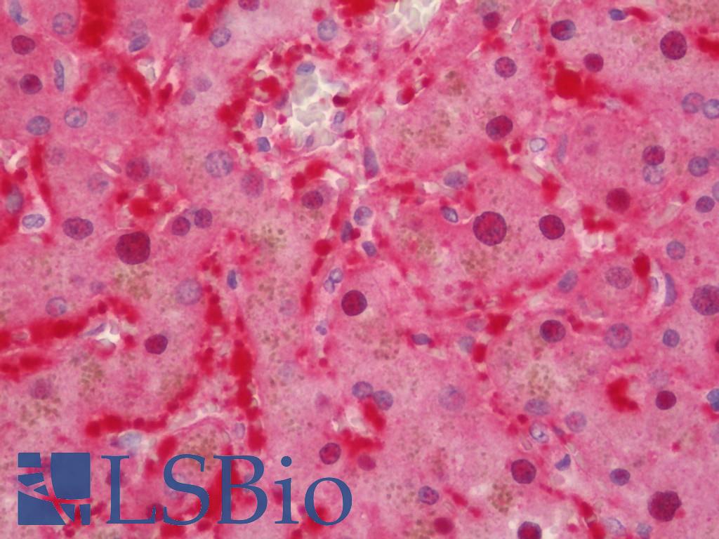 Aspartate Aminotransferase Antibody - Human Liver: Formalin-Fixed, Paraffin-Embedded (FFPE).  This image was taken for the unconjugated form of this product. Other forms have not been tested.