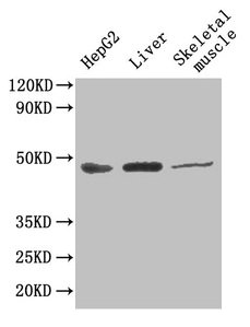 Aspartate Aminotransferase Antibody - Western Blot Positive WB detected in: HepG2 cell, Mouse liver, Mouse skeletal muscle All lanes: GOT1 antibody at 4.5µg/ml Secondary Goat polyclonal to rabbit IgG at 1/50000 dilution Predicted band size: 47, 45 kDa Observed band size: 47 kDa