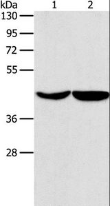 ASPN / Asporin Antibody - Western blot analysis of HeLa and hepG2 cell, using ASPN Polyclonal Antibody at dilution of 1:550.