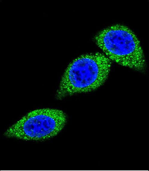 ASS1 / ASS Antibody - Confocal immunofluorescence of ASS Antibody with HeLa cell followed by Alexa Fluor 488-conjugated goat anti-rabbit lgG (green). DAPI was used to stain the cell nuclear (blue).
