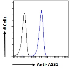 ASS1 / ASS Antibody - Goat Anti-Argininosuccinate synthetase 1 Antibody Flow cytometric analysis of paraformaldehyde fixed A431 cells (blue line), permeabilized with 0.5% Triton. Primary incubation 1hr (10ug/ml) followed by Alexa Fluor 488 secondary antibody (1ug/ml). IgG control: Unimmunized goat IgG (black line) followed by Alexa Fluor 488 secondary antibody.