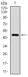 ASS1 / ASS Antibody - Western blot using ASS1 monoclonal antibody against human ASS1 (AA: 40-236) recombinant protein. (Expected MW is 47 kDa)