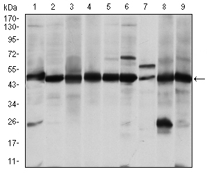 ASS1 / ASS Antibody - Western blot using ASS1 mouse monoclonal antibody against A431 (1), RAJI (2), L1210 (3), MOLT4 (4), Jurkat (5), A549 (6), NIH/3T3 (7), PC-12 (8) and Cos7 (9) cell lysate.
