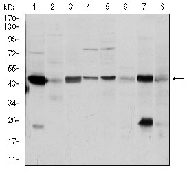 ASS1 / ASS Antibody - Western blot using ASS1 mouse monoclonal antibody against A431 (1), RAJI (2), MOLT4 (3), Jurkat (4), A549 (5), NIH/3T3 (6), PC-12 (7) and Cos7 (8) cell lysate.
