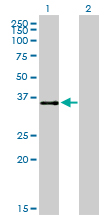 ATF1 Antibody - Western blot of ATF1 expression in transfected 293T cell line by ATF1 monoclonal antibody (M03), clone 3E7.