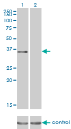 ATF1 Antibody - Western blot of ATF1 over-expressed 293 cell line, cotransfected with ATF1 Validated Chimera RNAi (Lane 2) or non-transfected control (Lane 1). Blot probed with ATF1 monoclonal antibody (3E7). GAPDH (36.1 kD) used as specificity and loading control.