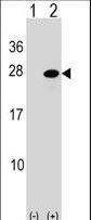 ATF3 Antibody - Western blot of ATF3 (arrow) using rabbit polyclonal ATF3 Antibody. 293 cell lysates (2 ug/lane) either nontransfected (Lane 1) or transiently transfected (Lane 2) with the ATF3 gene.
