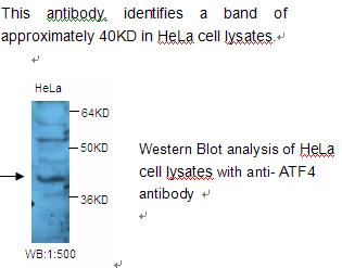 ATF4 Antibody