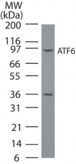 ATF6 Antibody - Western blot of ATF6in NIH3T3 cell lysate using antibody at 3 ug/ml. A band corresponding to full-length ATF6 was detected. We have not characterized the ~36 kD observed band; it may be an ATF6 breakdown/cleavage product.