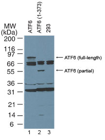 ATF6 Antibody - Western blot analysisofATF6. Lane 1, 293 cells transfected with full-length ATF6. Lane 2, 293 cells transfected with partial lengthATF6 (amino acids 1-373). Lane 3, Untransfected 293 cells. Western blots were probed with 4 ug/ml of the ATF6 monoclonal antibody.