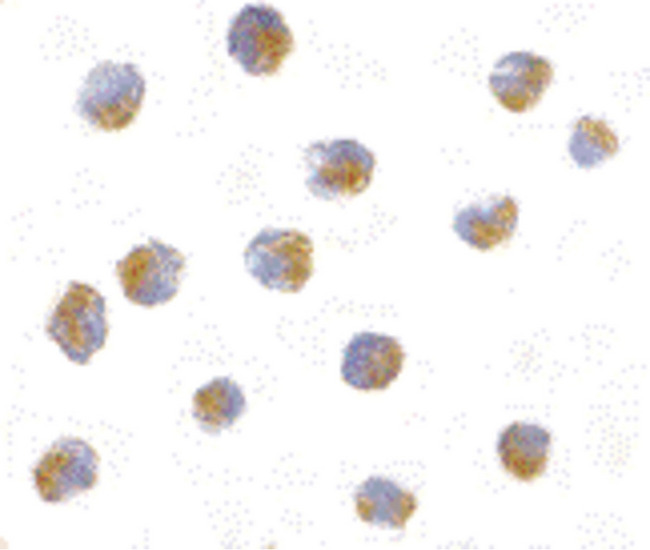 ATF6 Antibody - Immunocytochemistry of ATF6 in A20 with ATF6 antibody at 10 ug/ml.