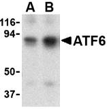 ATF6 Antibody - Western blot of ATF6 in MDA-MB-361 cell lysate with ATF6 antibody at (A) 0.5 and (B) 1 ug/ml.