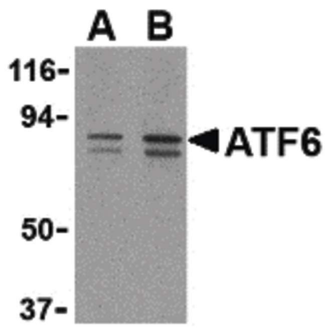ATF6 Antibody - Western blot of ATF6 in MCF7 cell lysate with ATF6 antibody at (A) 0.5 and (B) 1 ug/ml.