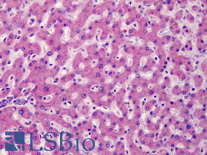 ATG16L1 / ATG16L Antibody - Anti-ATG16L1 antibody IHC of human liver. Immunohistochemistry of formalin-fixed, paraffin-embedded tissue after heat-induced antigen retrieval. Antibody concentration 5 ug/ml.