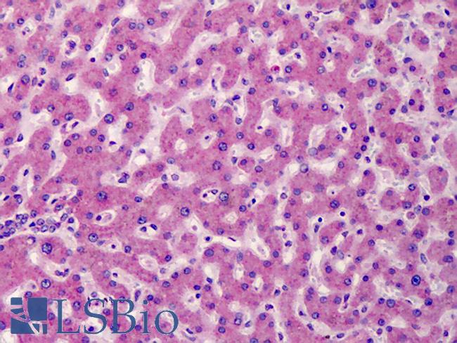 ATG16L1 / ATG16L Antibody - Anti-ATG16L1 antibody IHC of human liver. Immunohistochemistry of formalin-fixed, paraffin-embedded tissue after heat-induced antigen retrieval. Antibody concentration 5 ug/ml.
